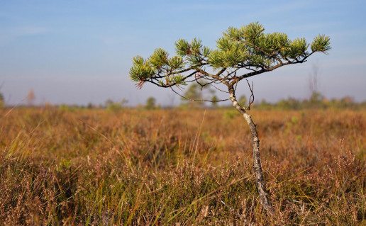 14_Plynosios pazintinis takas (2).jpg